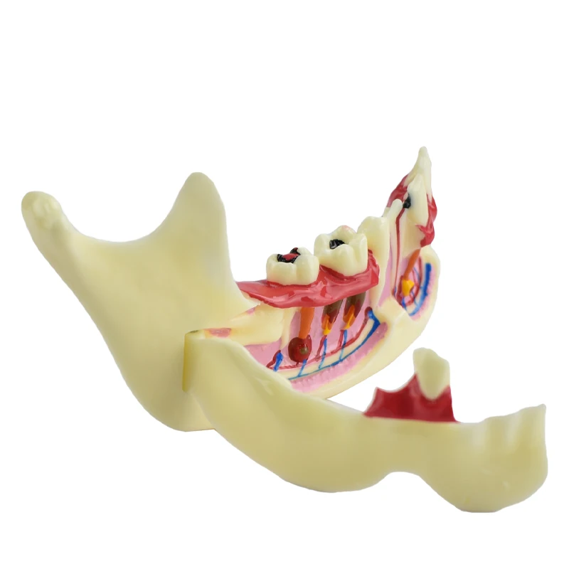 Dental Endodontic Treatment Model Right Side Anatomy of Gums Study Dental Materials Mandible Tissue Dental Materials